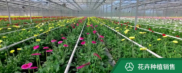 花卉种植销售与纸制品销售 绿色产业与日常需求的融合