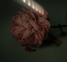 枯萎的花 设计案例赏析与免费商用资源指南