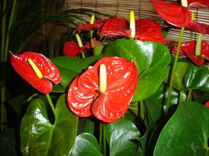 新春佳节花意浓 中国科学院春节礼品花卉展引领健康消费新风尚