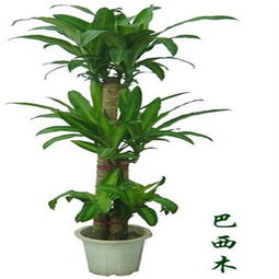 精致之选 国产巴西木（150mm盆）——绿意盎然的理想礼品花卉